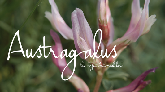 Astragalus: The Perfect Autumnal Herb