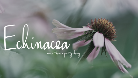 Echinacea: More Than Just a Pretty Daisy