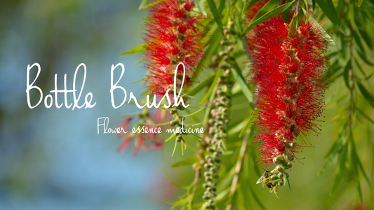 Bottlebrush Flower Essence Medicine