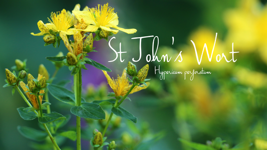 St John’s Wort (Hypericum perforatum)