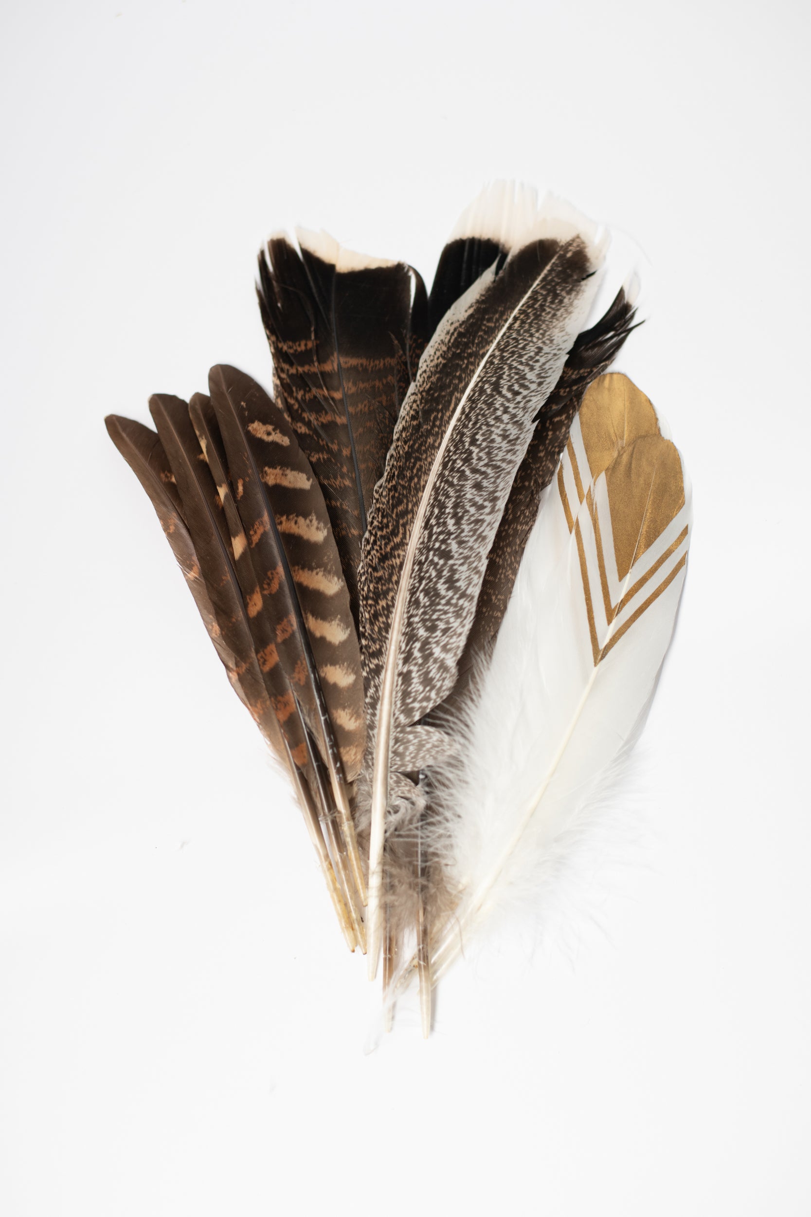 smudge smudging feather, Sustainable clearing, cleansing, smoking ceremony, sacred, protection, harmony, sacred ceremonial circle, fiona gray herbalist, blessed botanicals apothecary, ancestors, ancient practices, shaman shamanic, goose feather, turkey feather, pheasant feather, tail wing hand painted
