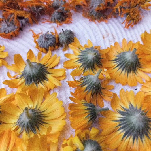calendula flowers, flower essences, Ausflowers, Australian bush flower essences, Bach remedy remedies, white light essence remedy, mini consultation, oral vibrational drops, emotional psychological physical health, qualified herbalist, fiona gray herbalist, blessed botanicals apothecary, intuitive, seer.